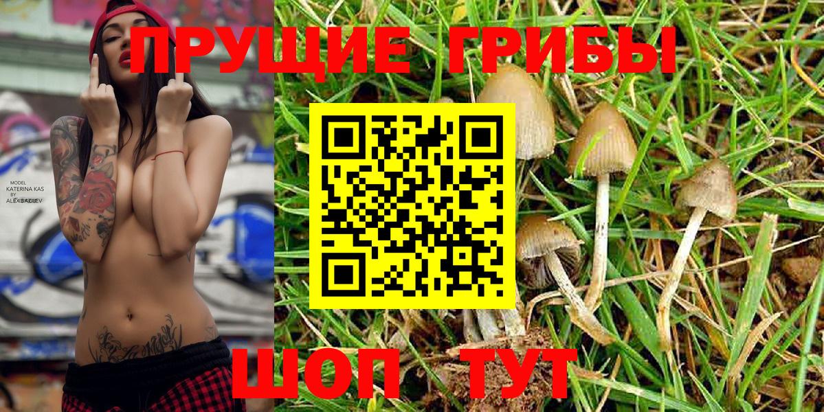 Галлюциногенные грибы Psilocybine cubensis Асино